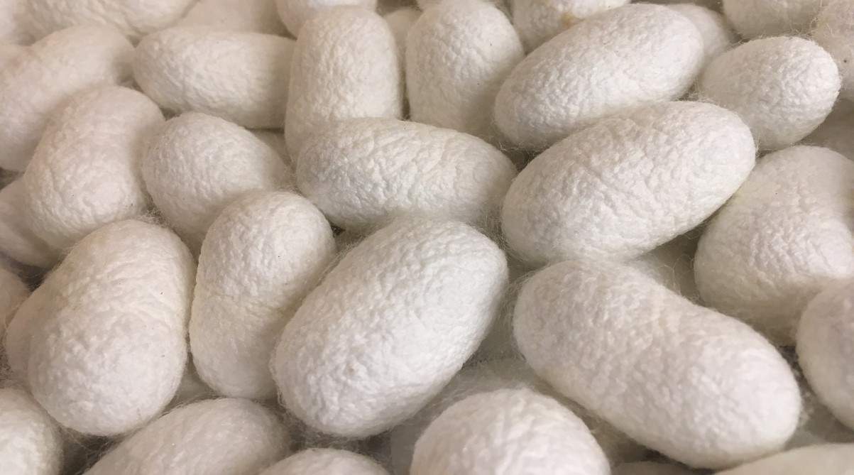  buy the best types of silkworm cocoons at a cheap price 