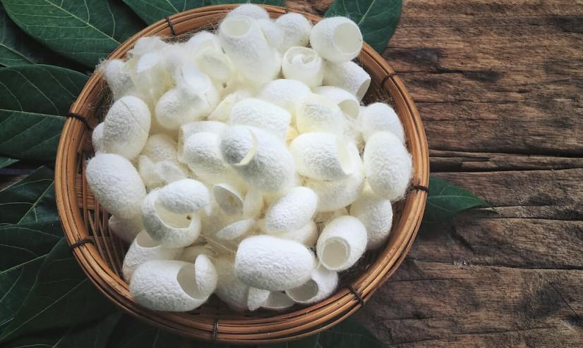  buy the best types of silkworm cocoons at a cheap price 