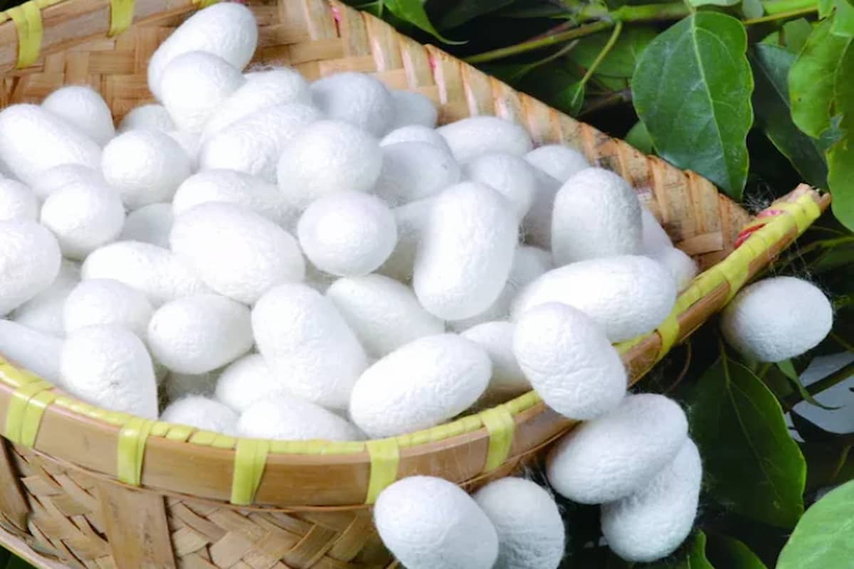  Silk Cocoon Price Per Kg Today purchase price + sales in trade and export 