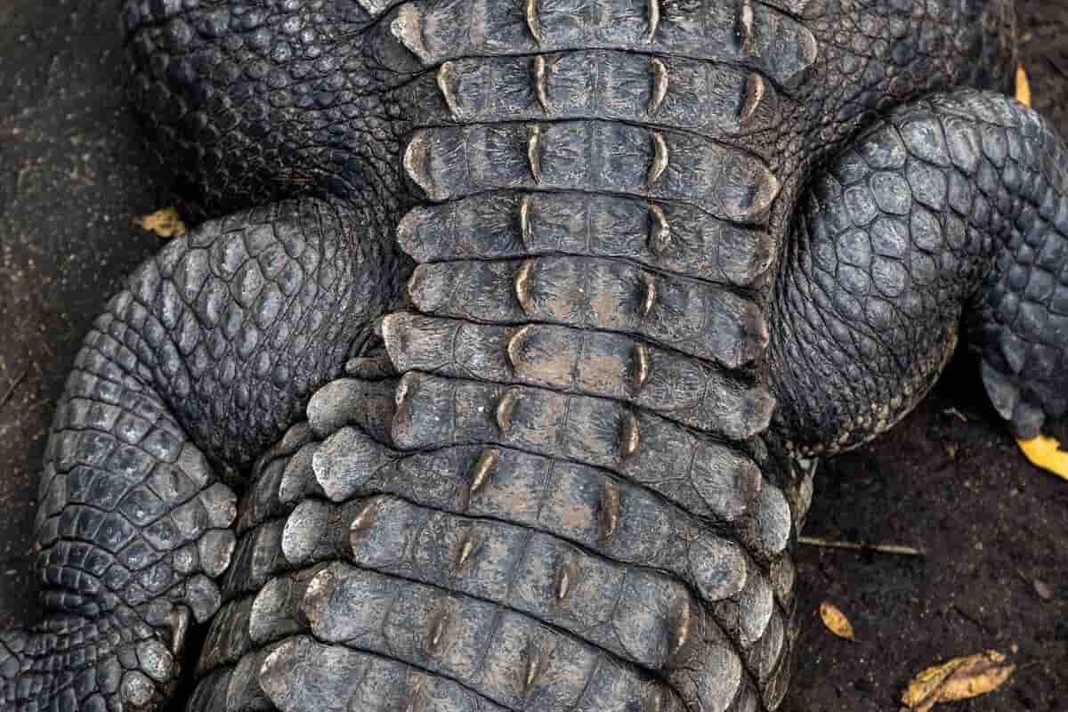  Crocodile Leather in India; Use Shoes Belts 3 Country Africa Asia Americas 